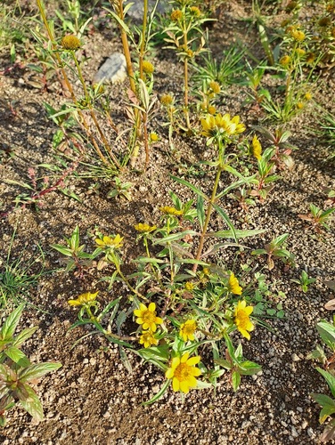 Nodding Beggarticks