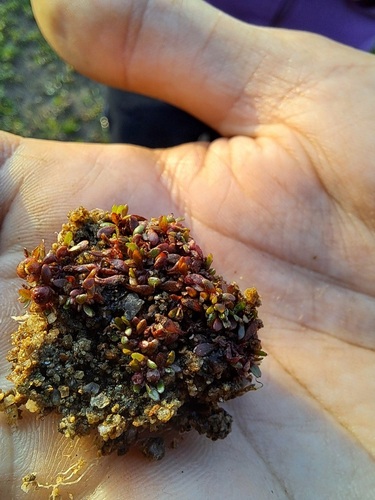 Elatine orthosperma