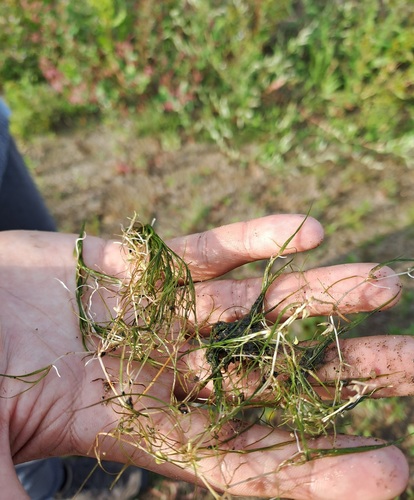 Horned Pondweed