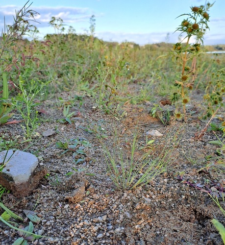 Juncus tenageia