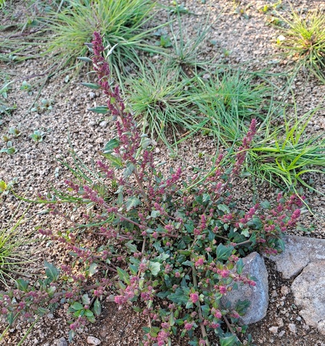 red pigweed