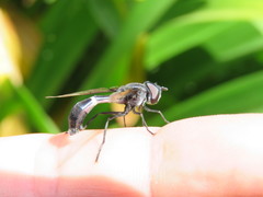 Mimocalla gigantea