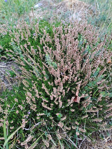 common heather