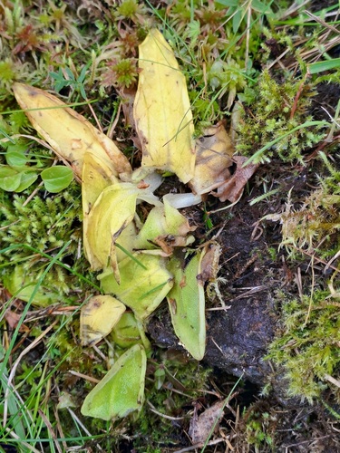 Common Butterwort