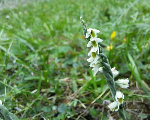Autumn Ladies' Tresses