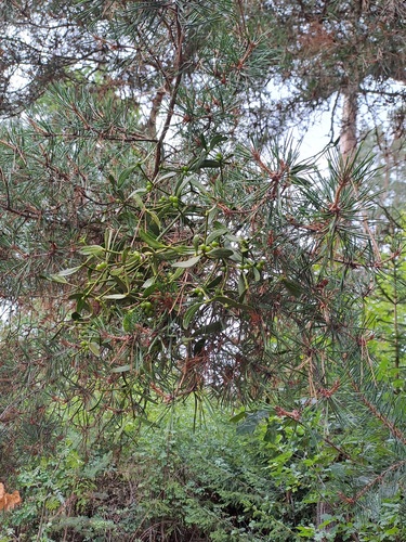 Pine Mistletoe
