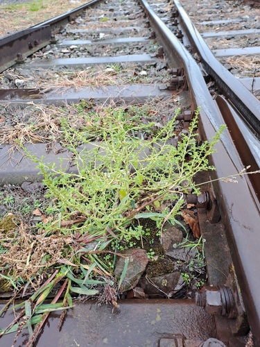 prostrate pigweed
