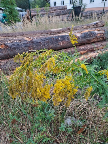 Canada goldenrod