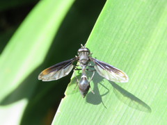 Mimocalla gigantea