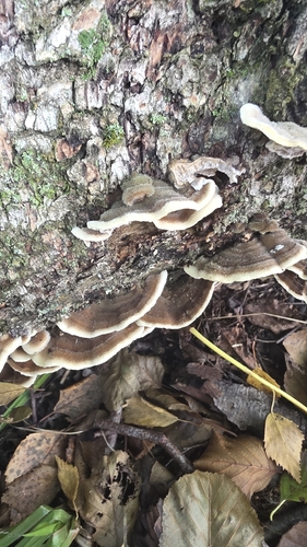Mossy Maze Polypore