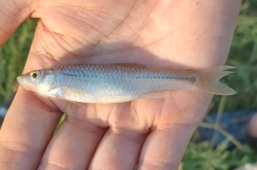 Topmouth Gudgeon