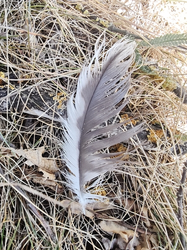 Plume de Milan royal