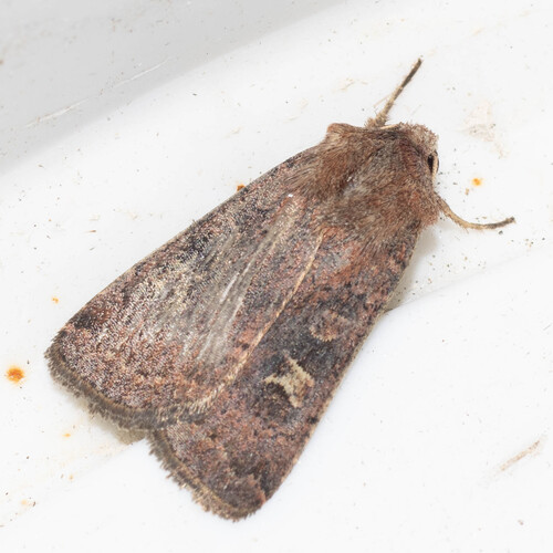 Square-spot Rustic