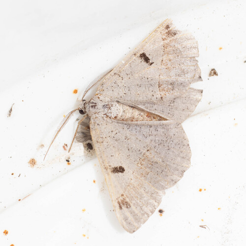 Itame vincularia