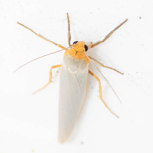 Hoary Footman