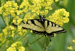 Papilio appalachiensis