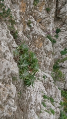 Centaurea atropurpurea