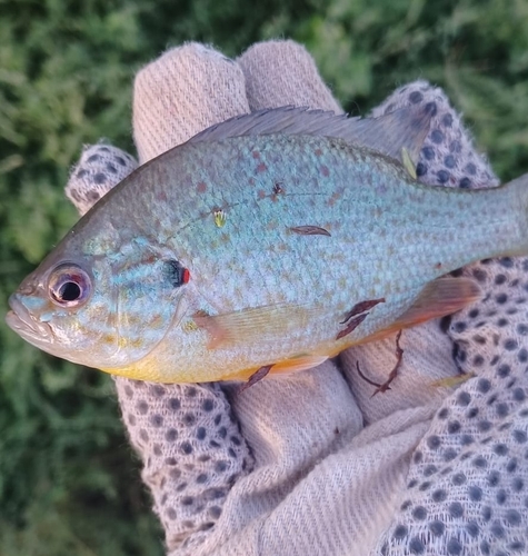 Pumpkinseed