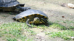 Trachemys scripta