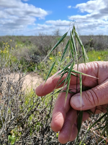 Bromus arenarius, photograph 1