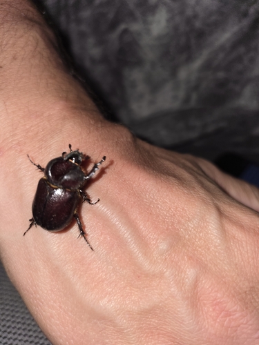 Phyllognathus excavatus