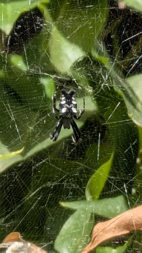 Tropical Tent-web Spider