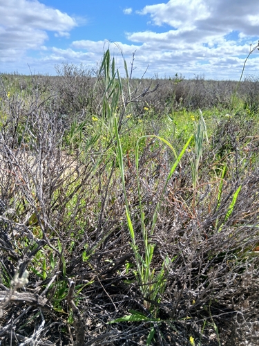 Bromus arenarius, photograph 2