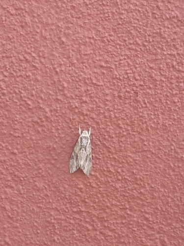 Convolvulus Hawkmoth