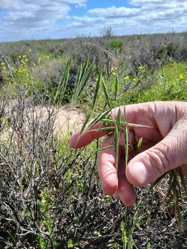 Bromus arenarius, photograph 3