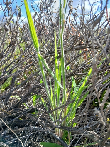 Bromus arenarius, photograph 4