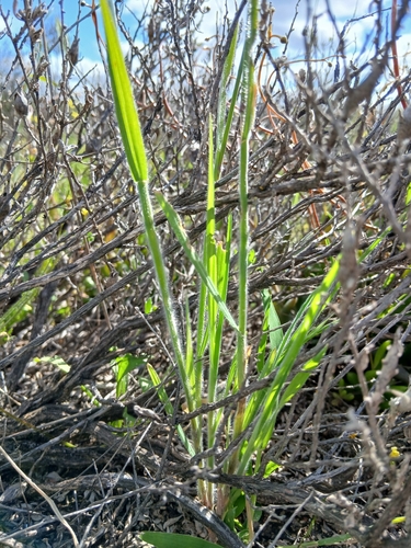 Bromus arenarius, photograph 5