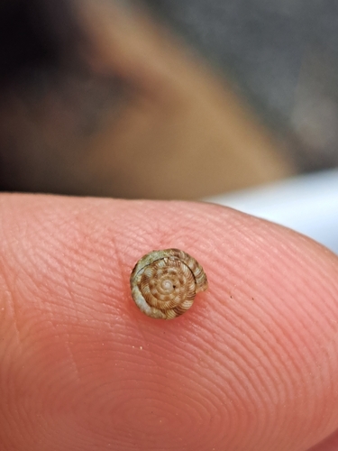 Rounded Snail