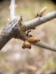 Callirhytis rugulosa