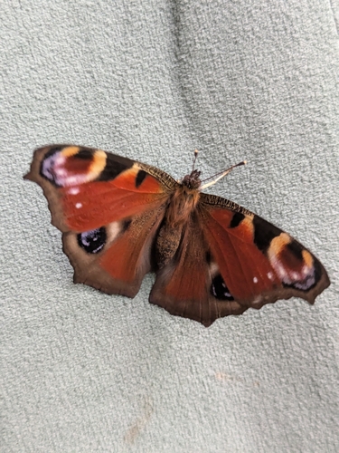 European Peacock Butterfly