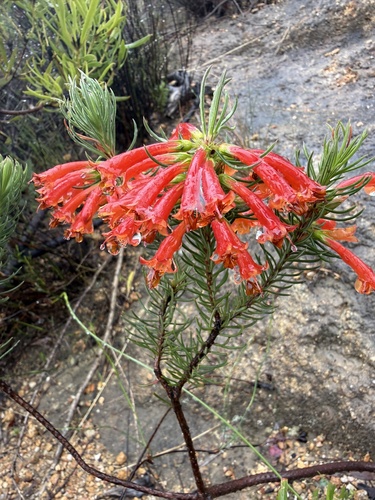 Erica abietina, 2026-09-14