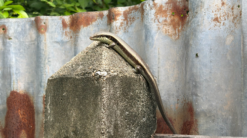 Longtail Mabuya