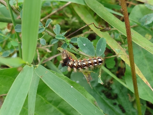 Knot Grass Moth