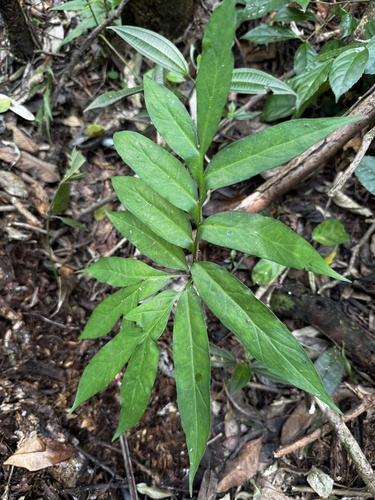 Asterostigma lombardii