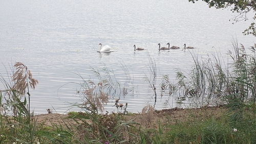 Mute Swan