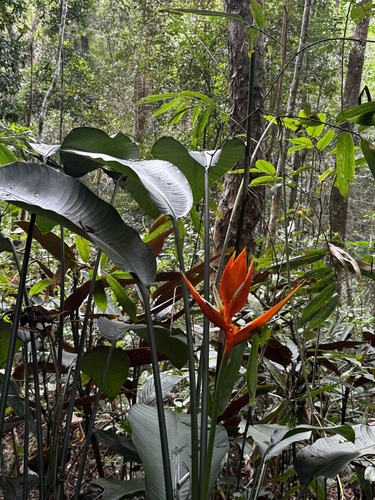 Heliconia angusta