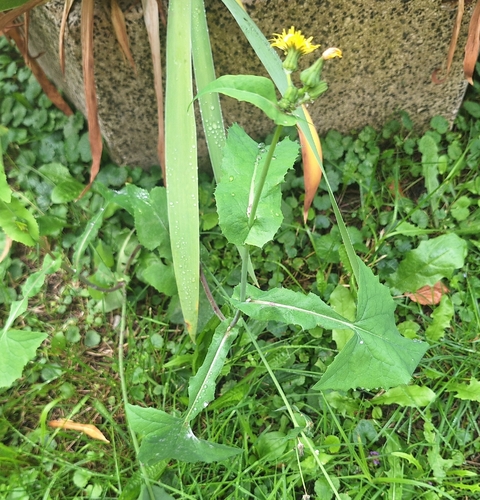 Common Sow-thistle