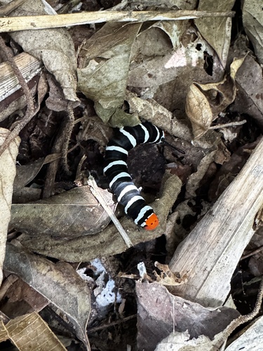 Isognathus swainsonii