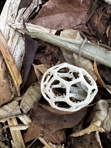 Clathrus chrysomycelinus