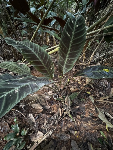 Zebra-plant