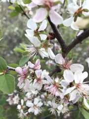 Prunus subcordata