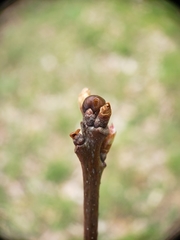 Neuroterus vesicula