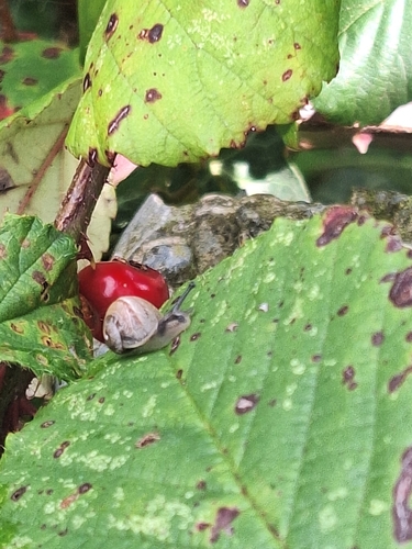 Garden Snail