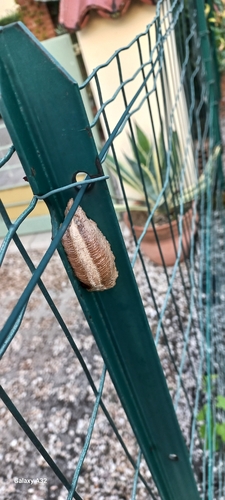 European Mantis
