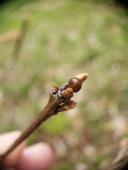 Neuroterus vesicula