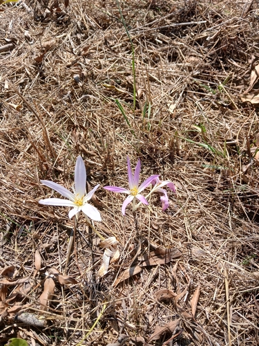 Portuguese colchicum